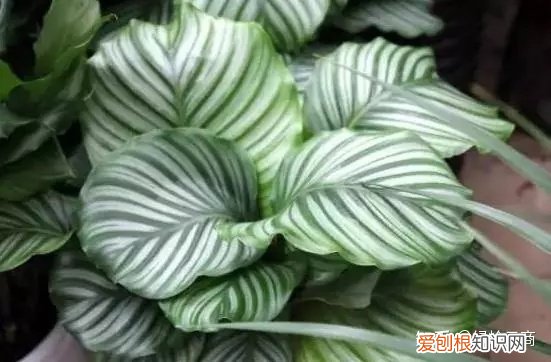 各种花卉的养护方法有哪些，经验| 30种常见花卉养护大全