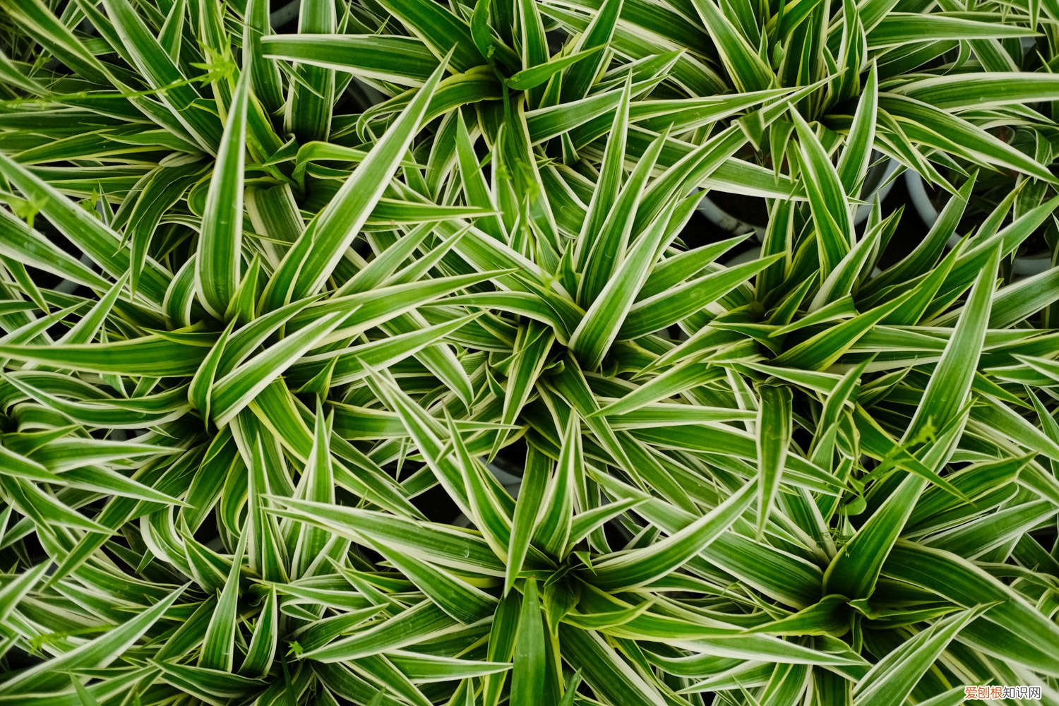 夏季金边吊兰怎么养 冬季银边吊兰怎么养