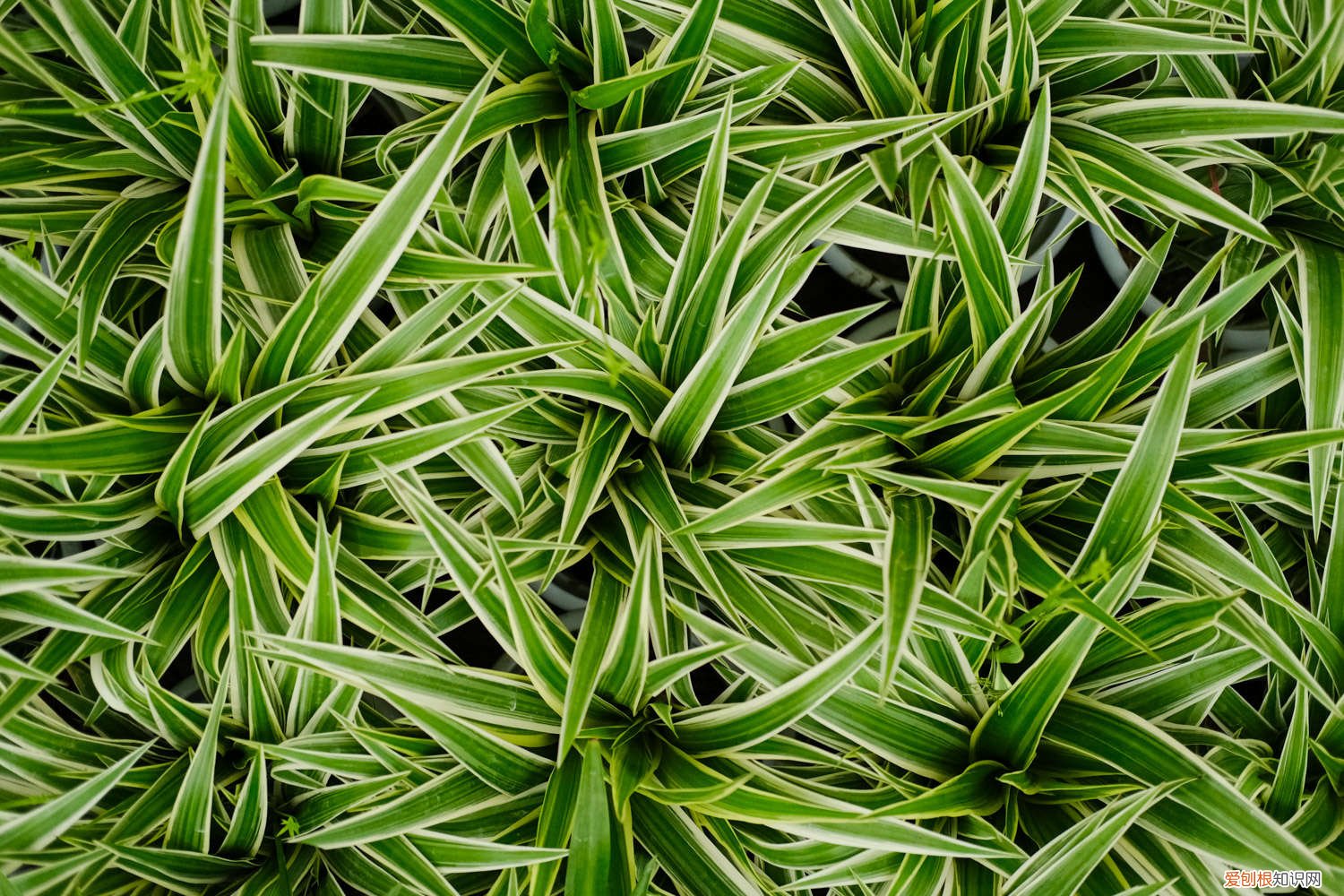 夏季金边吊兰怎么养 冬季银边吊兰怎么养