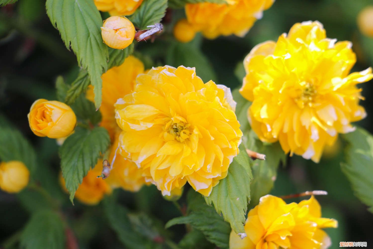 棣棠花怎么繁殖后代 棣棠花怎么繁殖