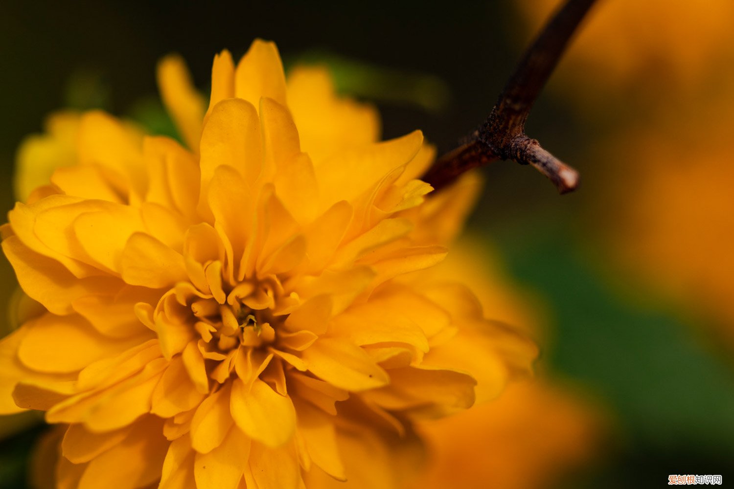 棣棠花怎么繁殖后代 棣棠花怎么繁殖