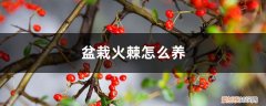 火棘用什么盆栽好 盆栽火棘怎么养