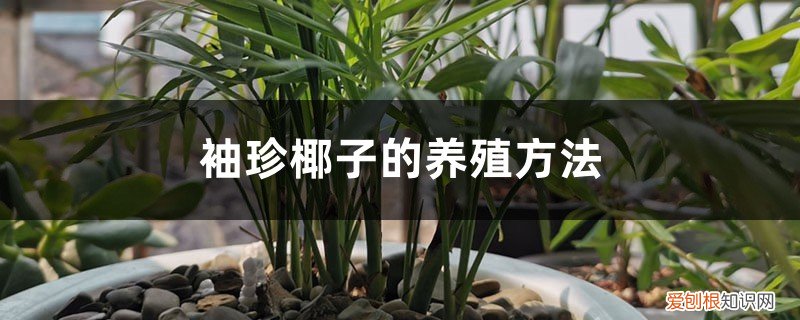 袖珍椰子的养殖方法和注意事项 袖珍椰子的养殖方法