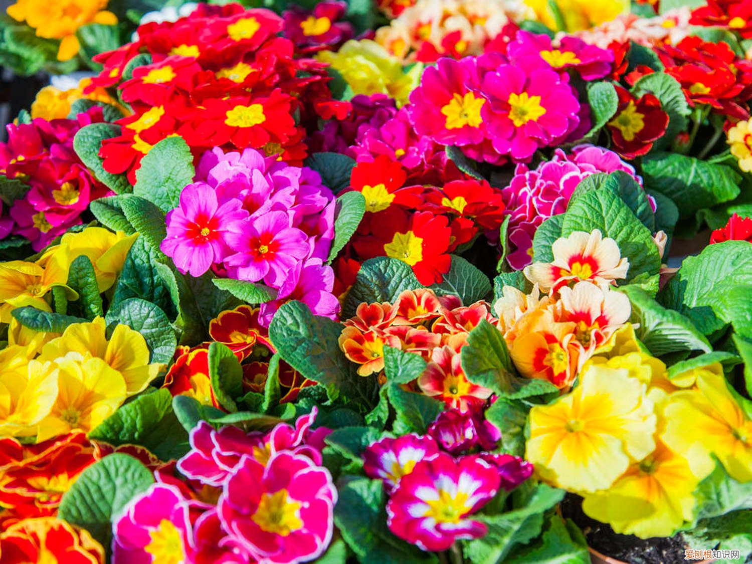 报春花怎么繁殖方法视频 报春花怎么繁殖