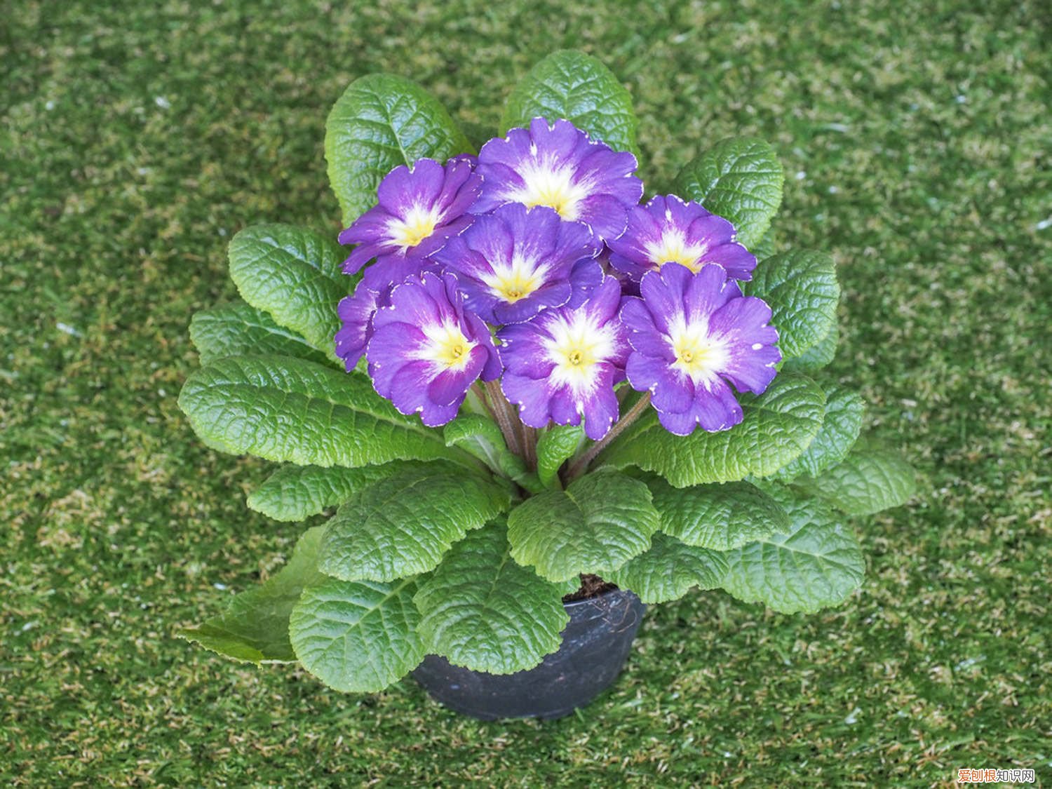 报春花怎么繁殖方法视频 报春花怎么繁殖