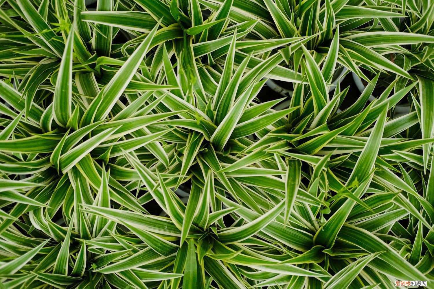 银边吊兰养殖方法 银边吊兰怎么养