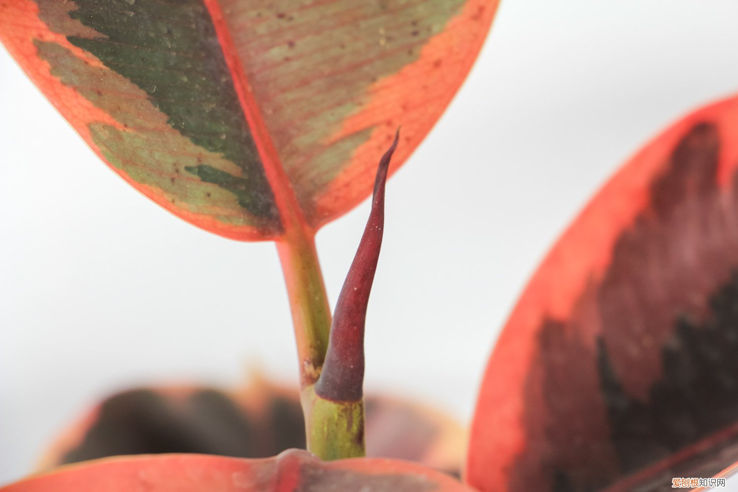橡皮树浇水的正确方法是 橡皮树浇水的正确方法