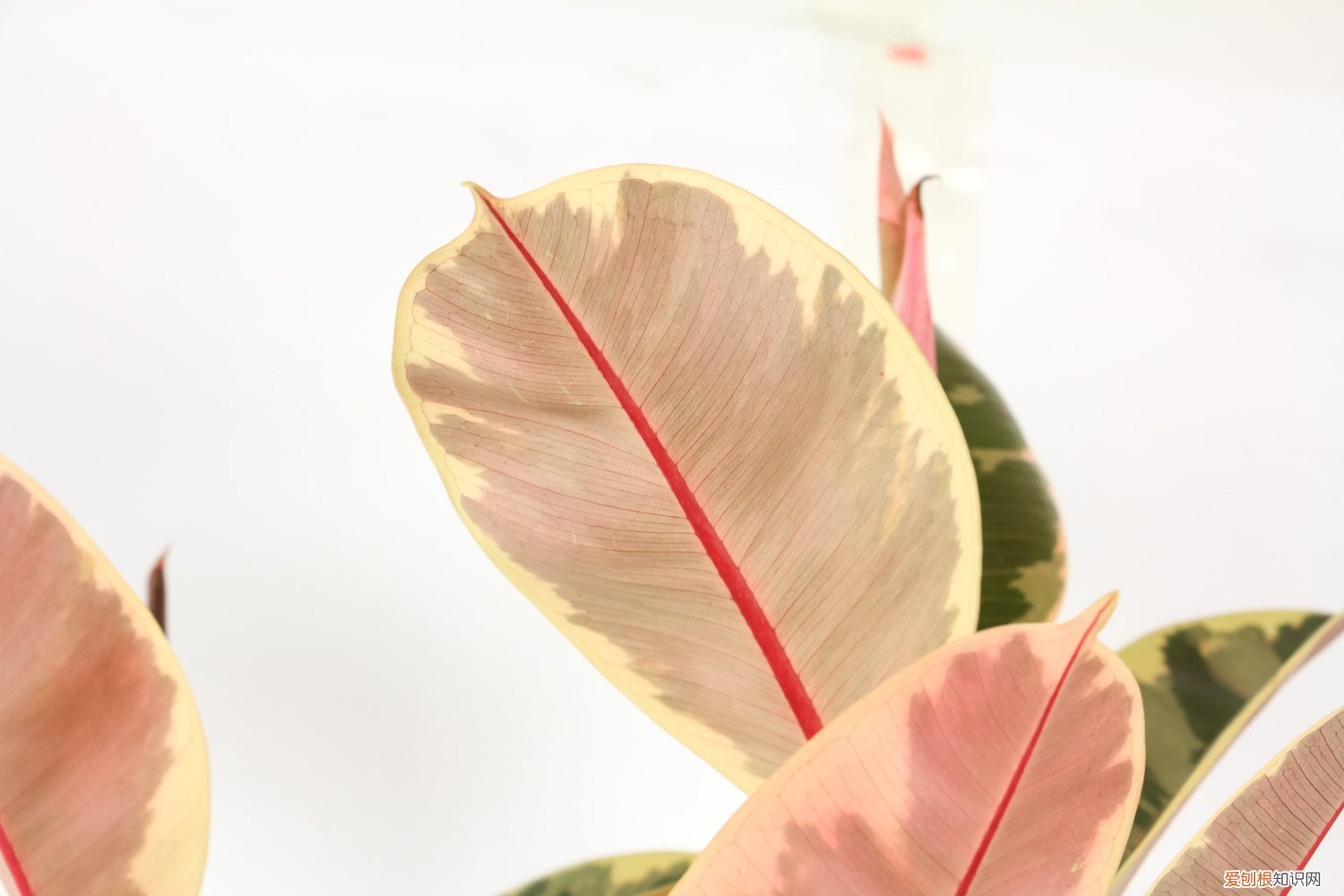 橡皮树浇水的正确方法是 橡皮树浇水的正确方法