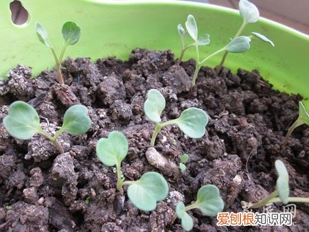 三色旋花什么时候开花 记录三色旋花成长的过程