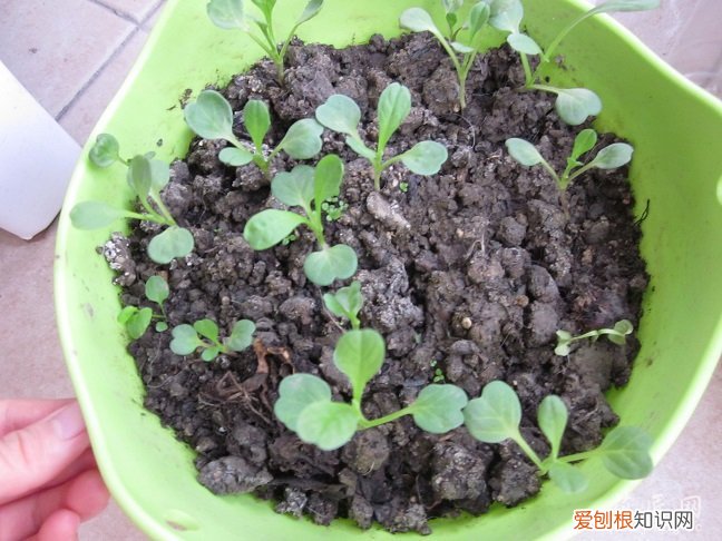 三色旋花什么时候开花 记录三色旋花成长的过程