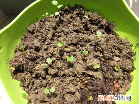 三色旋花什么时候开花 记录三色旋花成长的过程