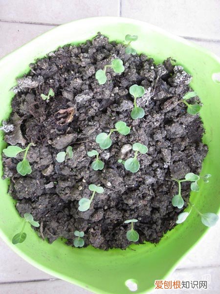 三色旋花什么时候开花 记录三色旋花成长的过程