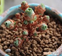 夏天到 山地玫瑰该怎么养