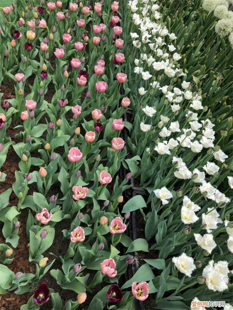 水培郁金香的养殖方法和技巧 水培郁金香的养殖方法