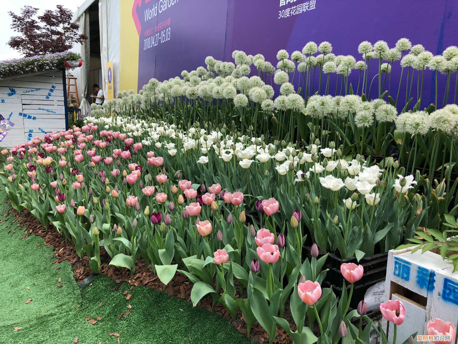 水培郁金香的养殖方法和技巧 水培郁金香的养殖方法