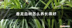 香龙血树图片和养殖方法 香龙血树怎么养长得好