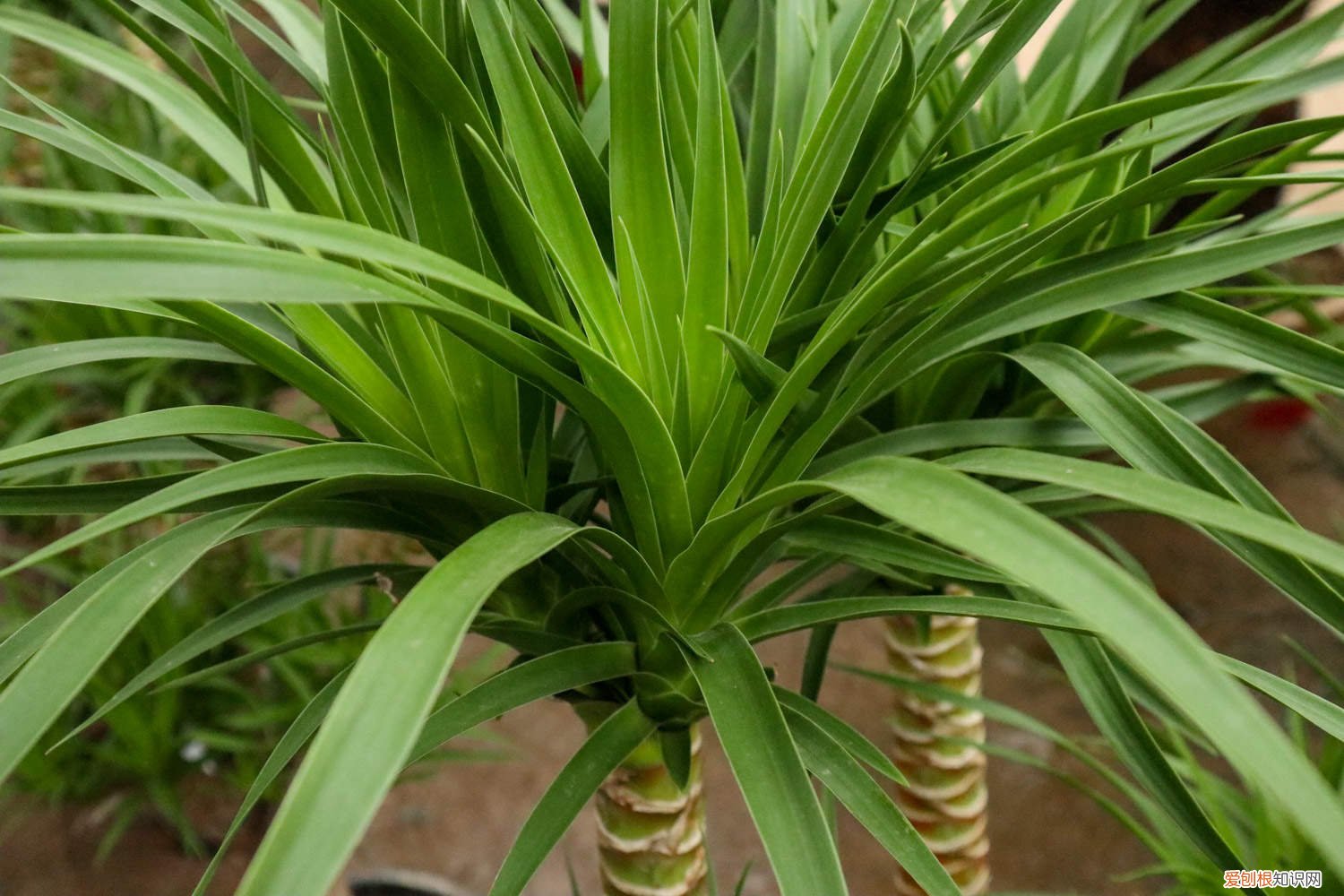 香龙血树图片和养殖方法 香龙血树怎么养长得好