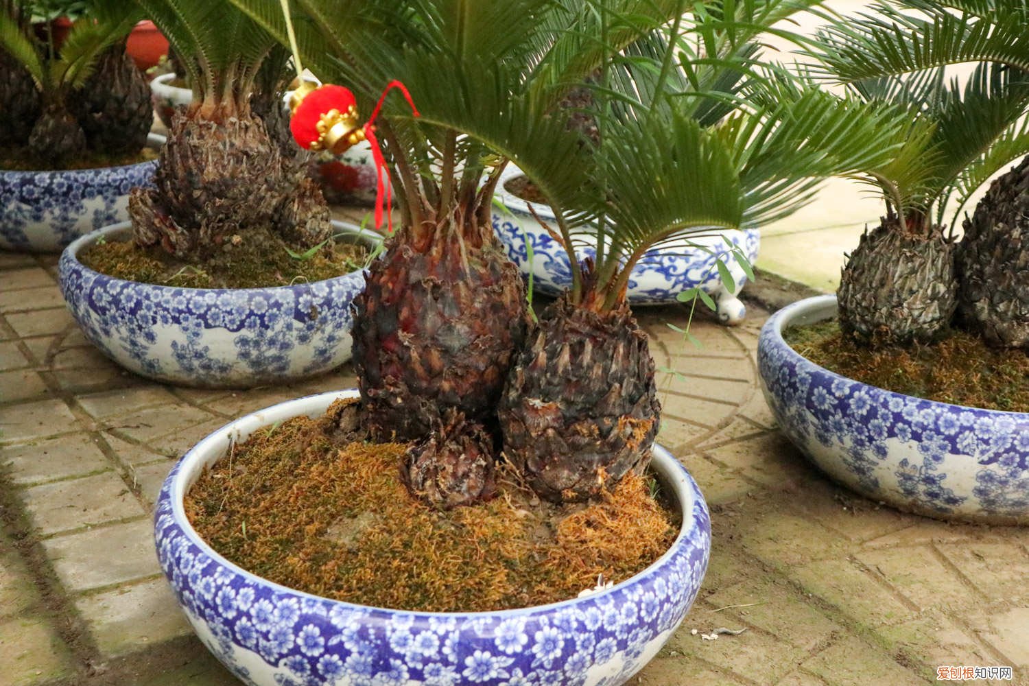 盆栽铁树的养殖方法和技术 盆栽铁树的养殖方法