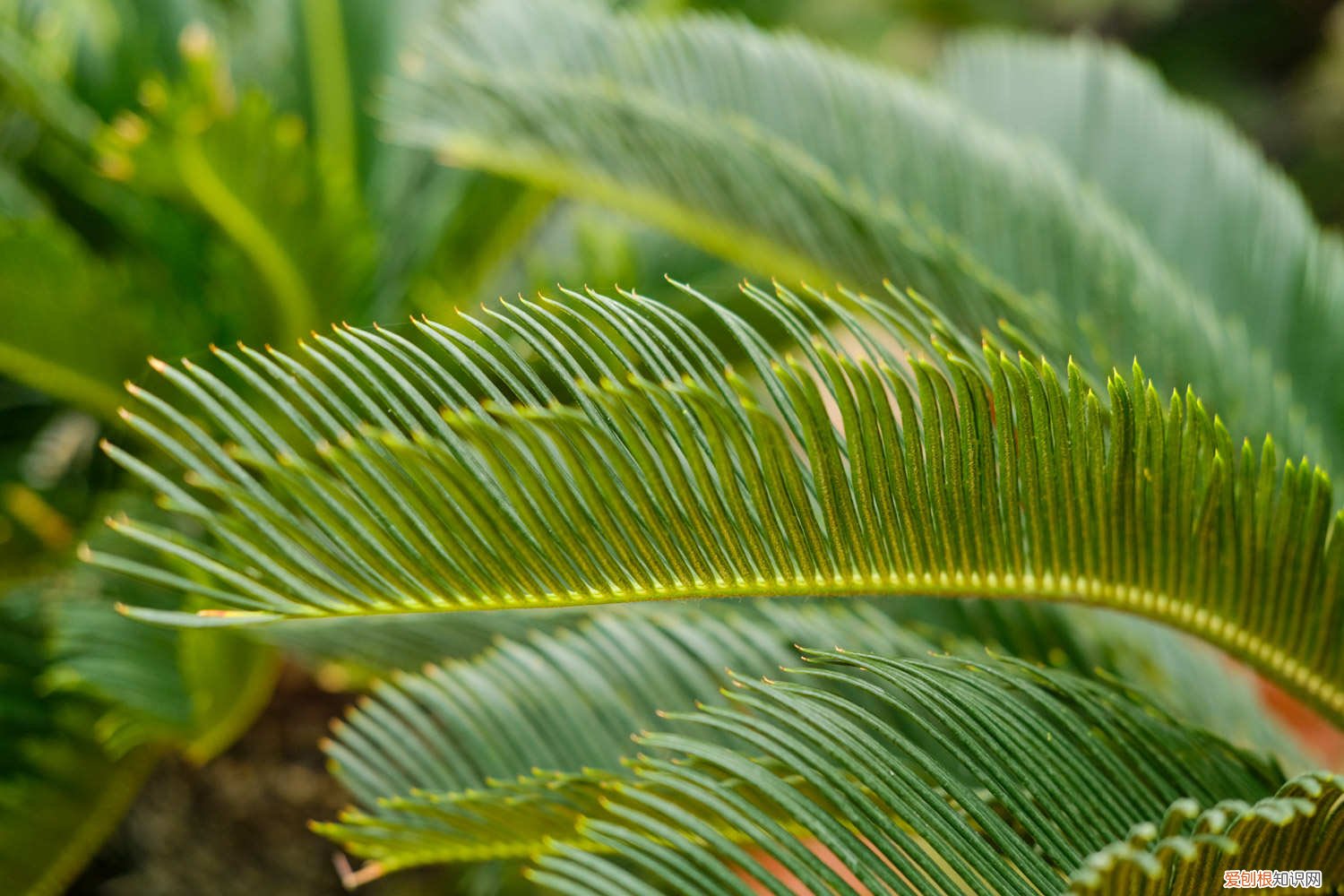 盆栽铁树的养殖方法和技术 盆栽铁树的养殖方法