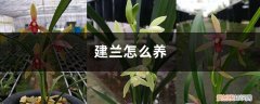 建兰怎么养
