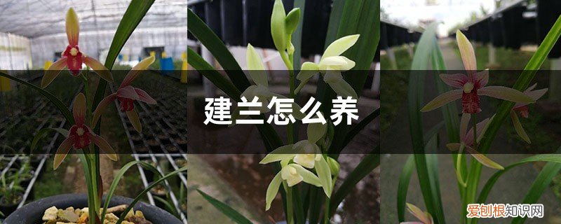 建兰怎么养