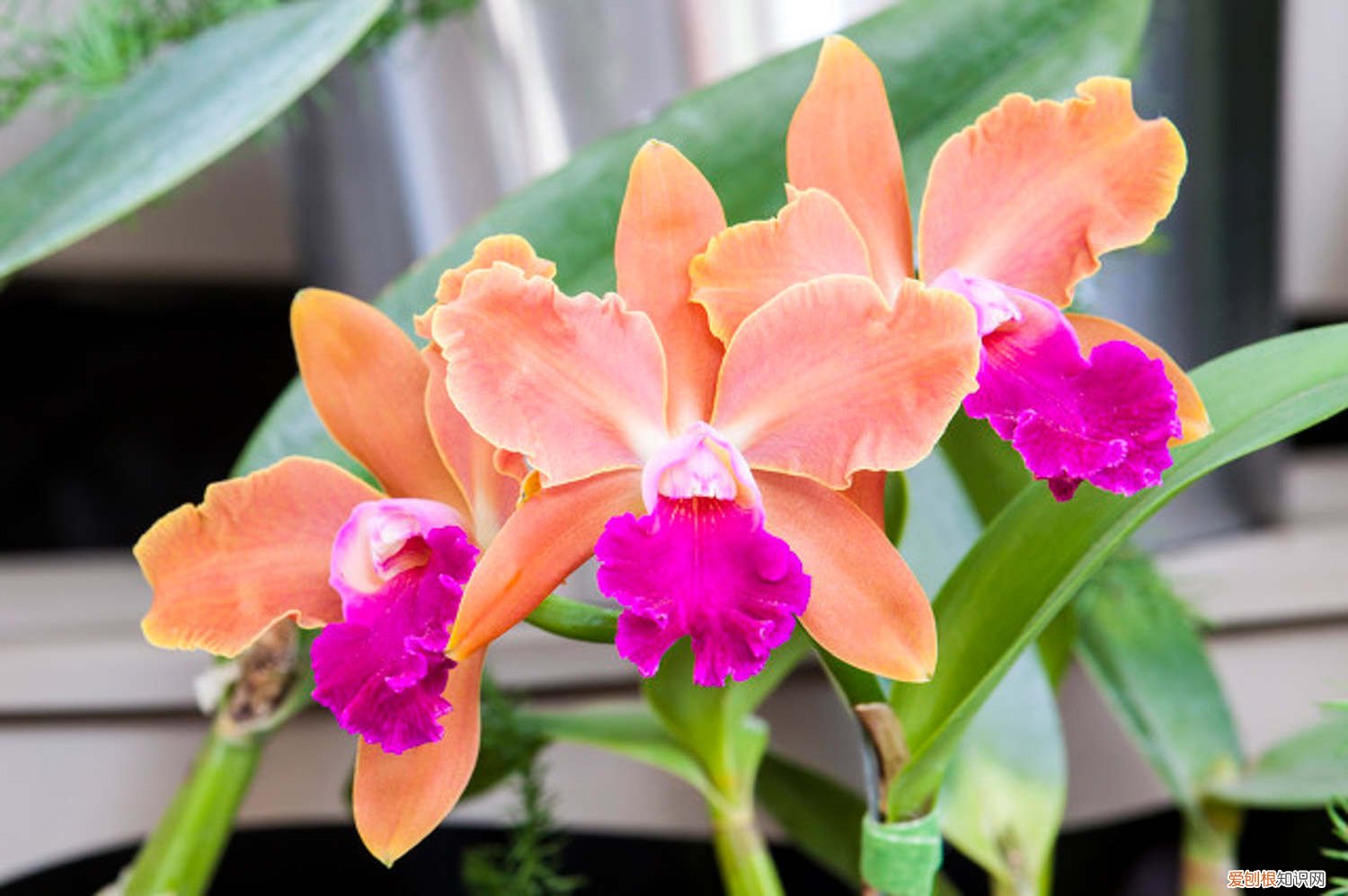 卡特兰怎么养复花 卡特兰怎么养