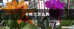 卡特兰怎么养复花 卡特兰怎么养