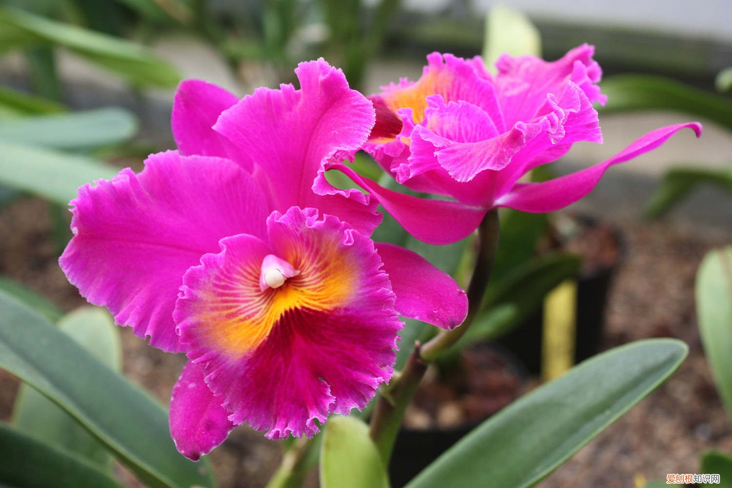 卡特兰怎么养复花 卡特兰怎么养