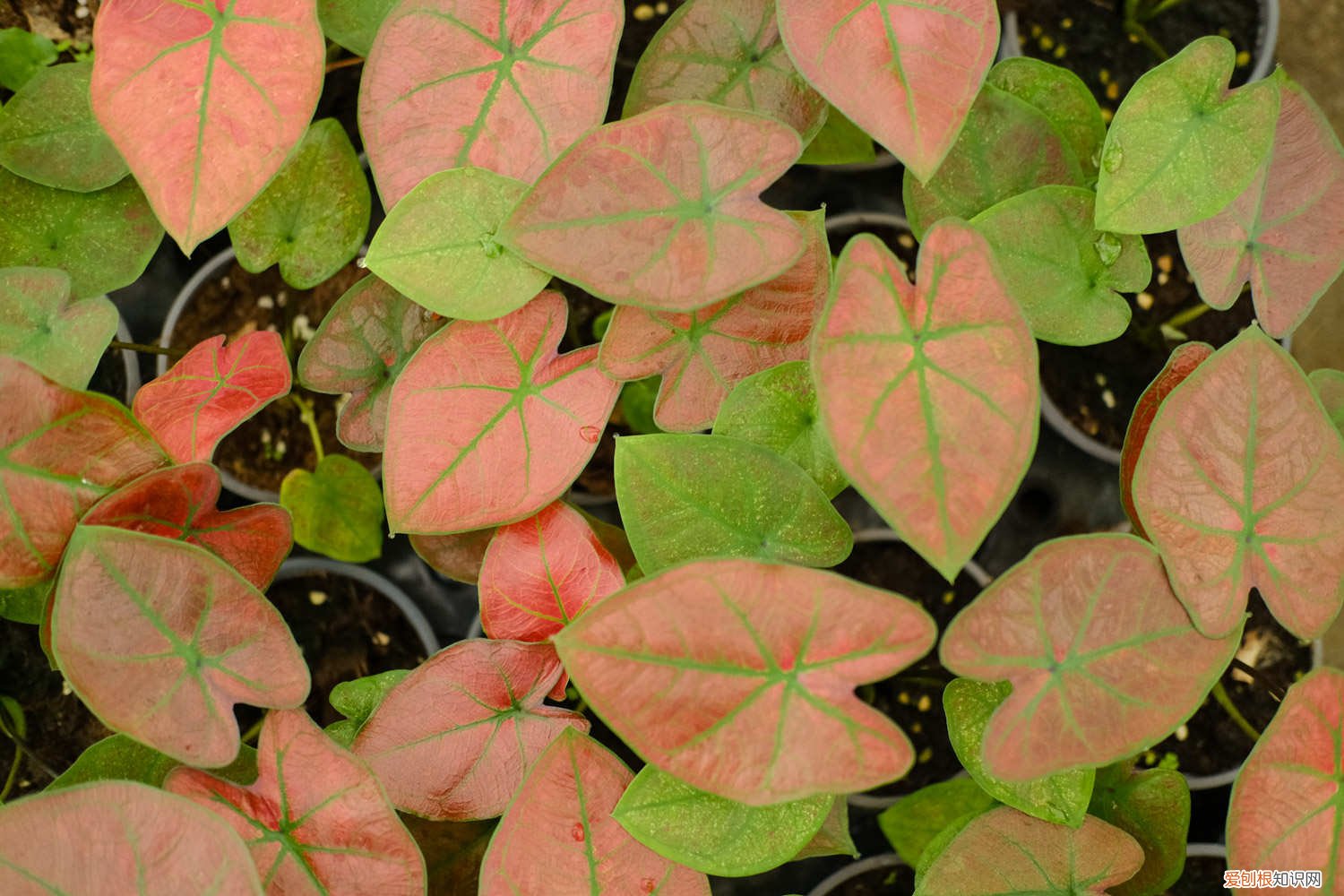 芋头叶盆栽 盆栽花叶芋养殖方法