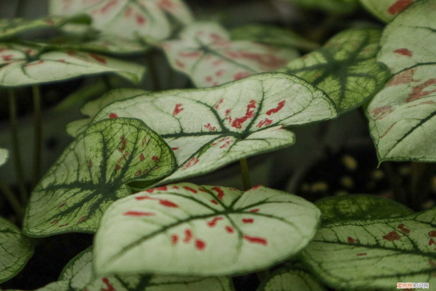 芋头叶盆栽 盆栽花叶芋养殖方法