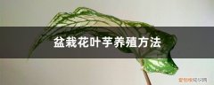芋头叶盆栽 盆栽花叶芋养殖方法
