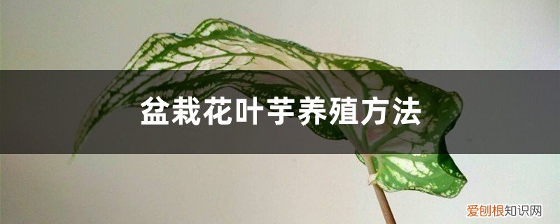 芋头叶盆栽 盆栽花叶芋养殖方法