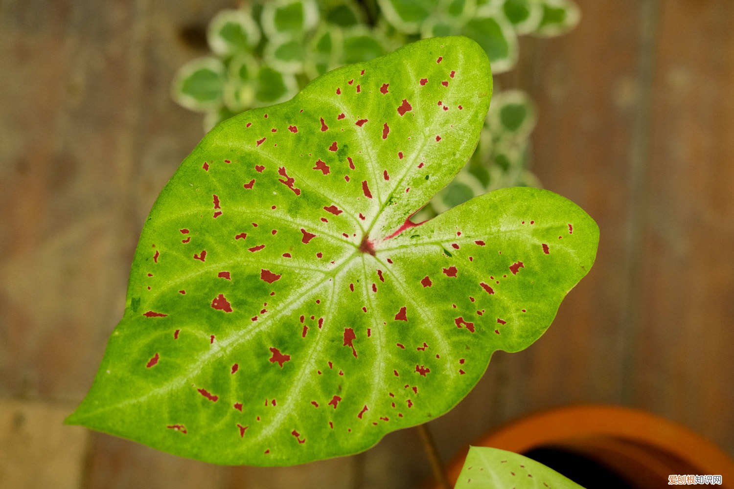 芋头叶盆栽 盆栽花叶芋养殖方法
