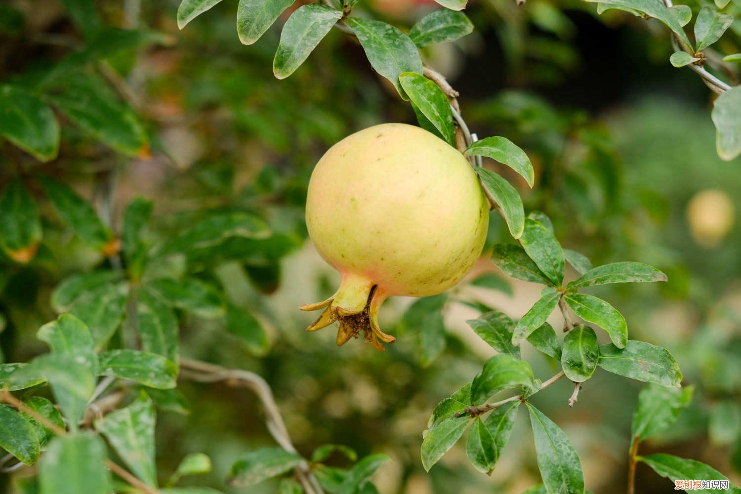 石榴用什么方法繁殖 石榴的繁殖方法