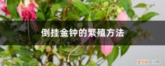 倒挂金钟怎么种殖 倒挂金钟的繁殖方法