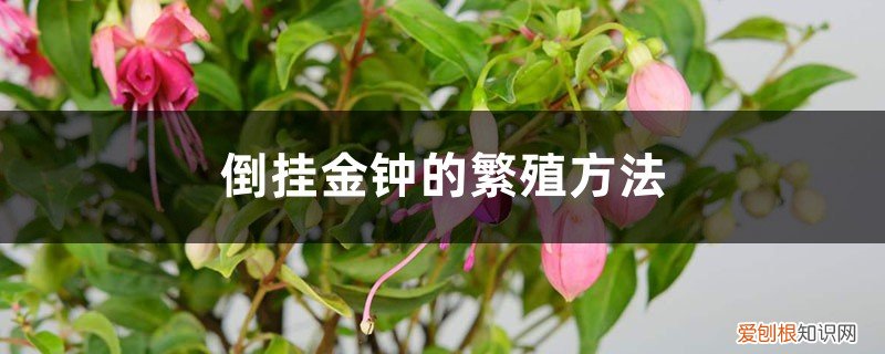 倒挂金钟怎么种殖 倒挂金钟的繁殖方法