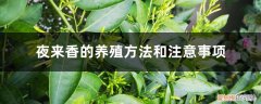 夜来香的养殖方法和注意事项夜来香喜欢什么土壤 夜来香的养殖方法和注意事项
