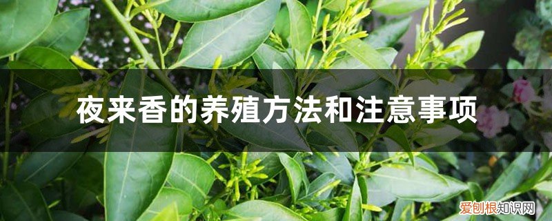 夜来香的养殖方法和注意事项夜来香喜欢什么土壤 夜来香的养殖方法和注意事项