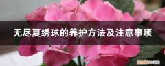 绣球无尽夏休眠什么样 无尽夏绣球的养护方法及注意事项