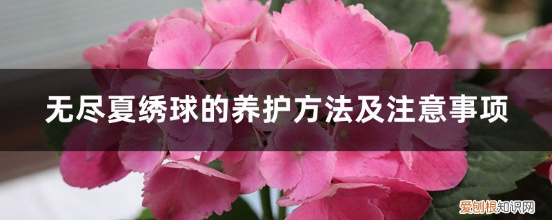 绣球无尽夏休眠什么样 无尽夏绣球的养护方法及注意事项