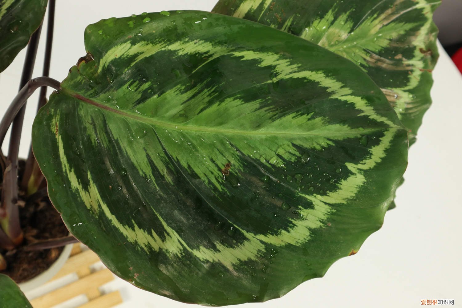 青苹果竹芋的养殖方法和注意事项 青苹果竹芋怎么繁殖
