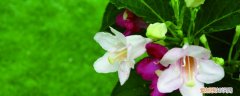 海仙花的养护方法及注意事项 海仙花的养护方法及注意事项