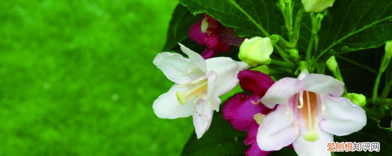 海仙花的养护方法及注意事项 海仙花的养护方法及注意事项