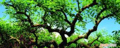 龙爪槐栽培技术 龙爪槐的养殖方法及注意事项