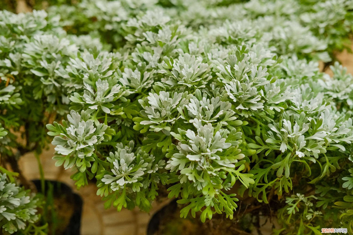 芙蓉菊的繁殖方法 芙蓉菊的养殖方法及注意事项
