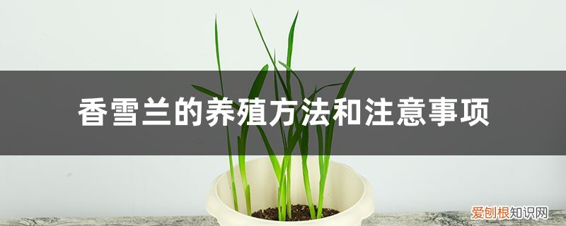 香雪兰的养殖方法和注意事项电脑机箱风扇改插头 香雪兰的养殖方法和注意事项