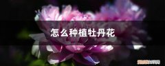 牡丹花的种植方法 怎么种植牡丹花
