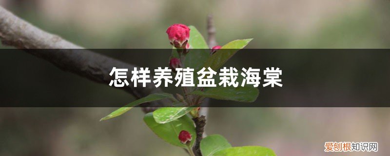 盆栽海棠怎么养 怎样养殖盆栽海棠