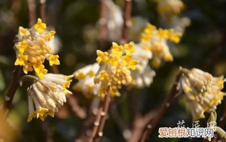 结香移栽方法 结香的栽培技术