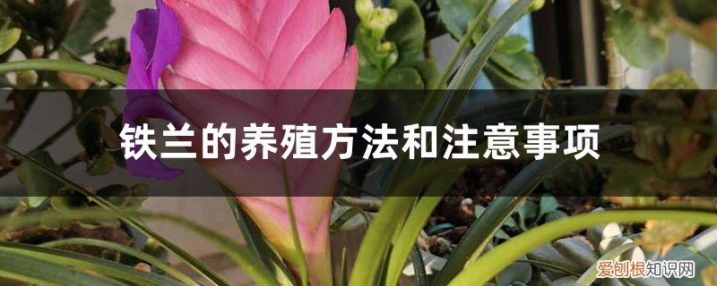 铁兰的养殖方法和注意事项 盆栽 铁兰的养殖方法和注意事项